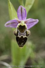 Ophrys picta