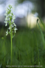 Dactylorhiza romana