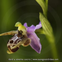 Ophrys crassicornis - 26 avril - Corfou