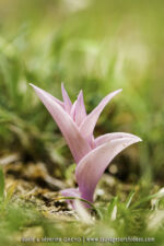 Epipactis kleinii