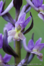 Dactylorhiza romana