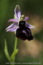 Ophrys ferrum-equinum- 26 avril - Corfou