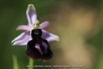 Ophrys ferrum-equinum- 26 avril - Corfou