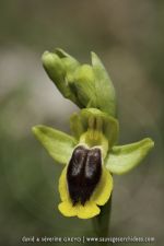 Ophrys lutea