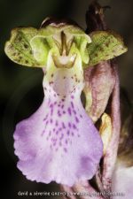 Orchis cazorlensis