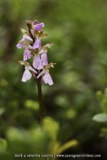 Orchis cazorlensis