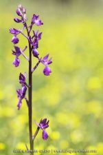 Anacamptis laxiflora - 26 avril - Corfou