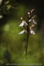 Orchis cazorlensis