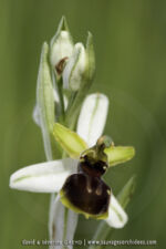 Ophrys castellana
