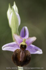 Ophrys aveyronensis