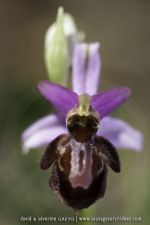 Ophrys aveyronensis