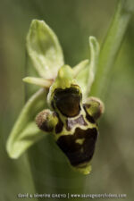 Ophrys scolopax