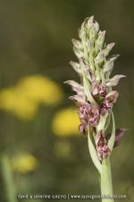 Anacamptis fragrans