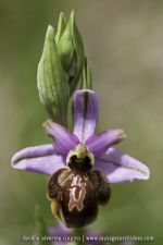 Ophrys aveyronensis
