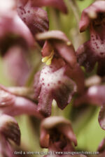 Anacamptis fragrans