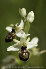 Ophrys castellana
