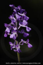 Anacamptis morio - 28 avril - Corfou