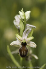 Ophrys castellana