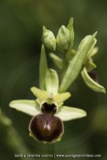 Ophrys castellana