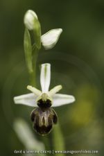 Ophrys castellana