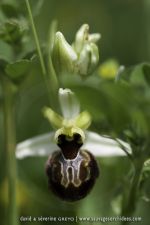 Ophrys castellana