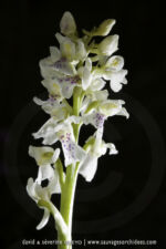 Orchis mascula