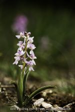 Orchis mascula