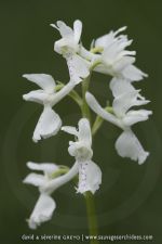 Orchis mascula