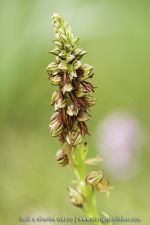 Orchis anthropophora