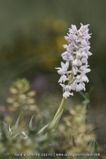 Orchis mascula