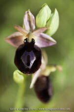 Ophrys ferrum-equinum - 30 avril - Corfou