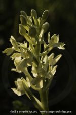 Orchis provincialis