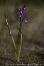 Anacamptis laxiflora - 30 avril - Corfou