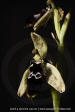 Ophrys reinholdii - 30 avril - Corfou