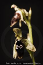 Ophrys reinholdii - 30 avril - Corfou