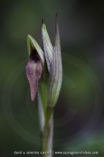 Serapias parviflora - 30 avril - Corfou
