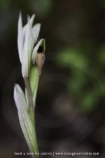 Serapias parviflora - 30 avril - Corfou