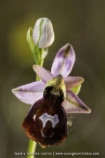 Ophrys ferrum-equinum - 30 avril - Corfou