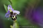 Ophrys crassicornis - 30 avril - Corfou