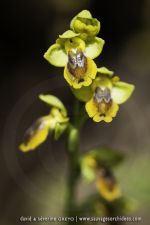 Ophrys phryganae - 30 avril - Corfou