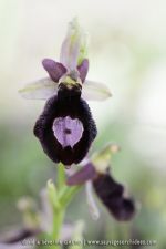 Ophrys benacencis