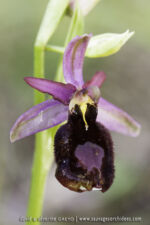 Ophrys benacencis