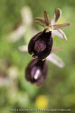 Ophrys benacencis