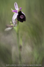 Ophrys benacencis