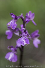 Anacamptis morio