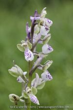 Anacamptis morio