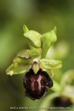 Ophrys passionis