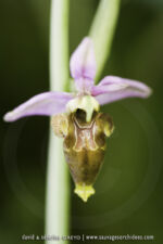 Ophrys picta