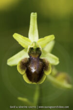 Ophrys sphegodes