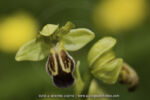 Ophrys arnoldii